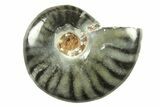 Black Polished Ammonite Fossils - 1 1/4 to 1 1/2" Size - Photo 4